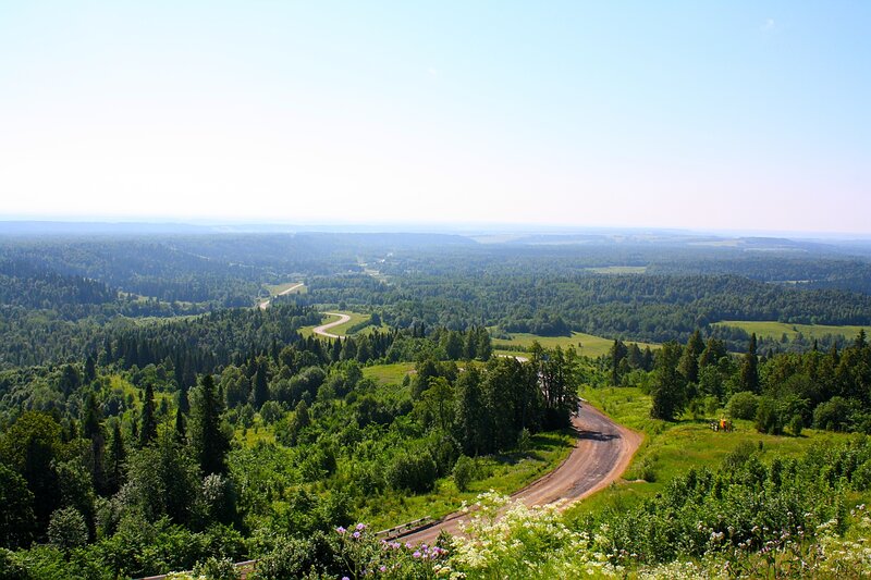 Forest landscape with winding road