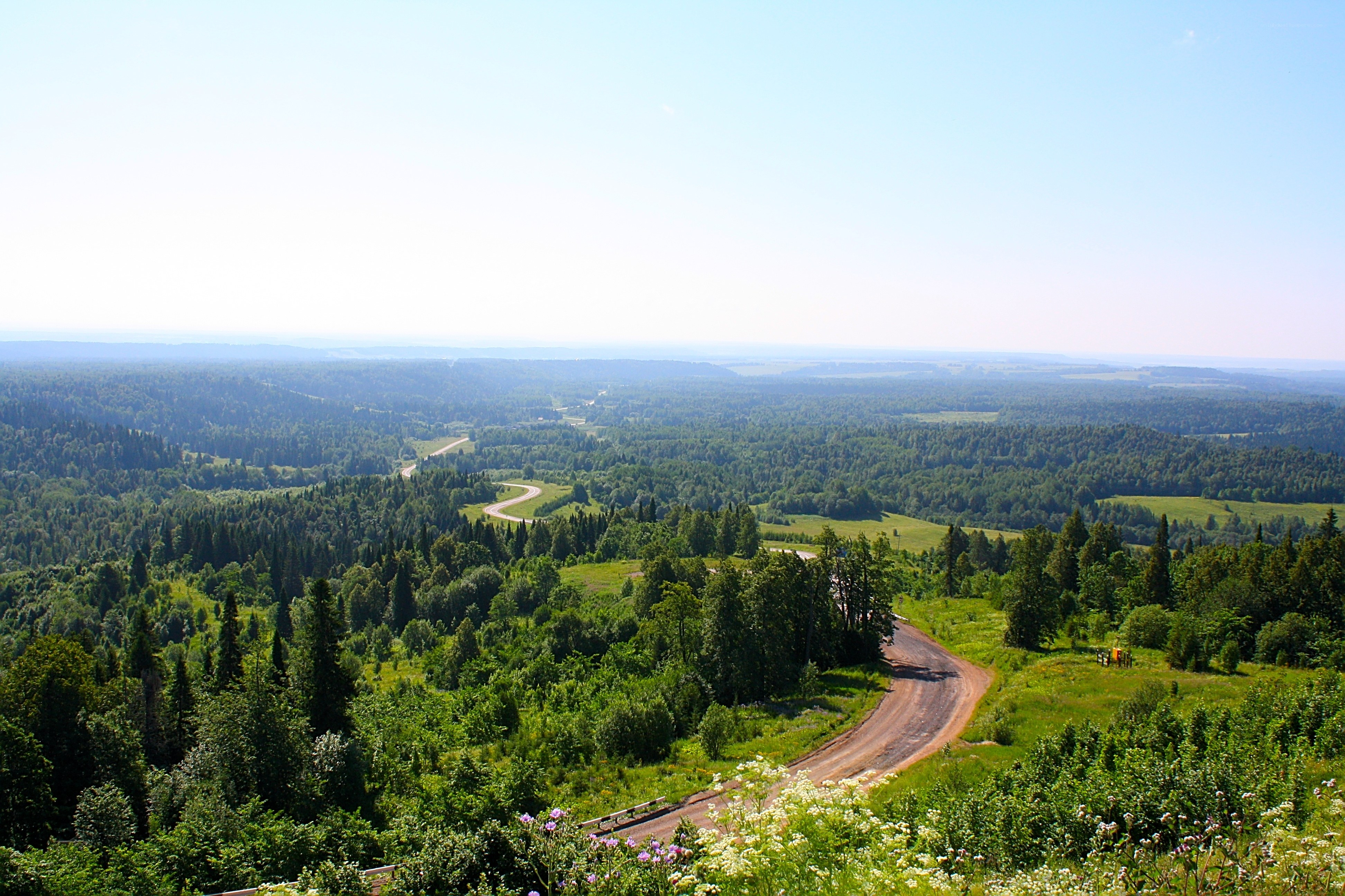 Forest landscape with winding road
