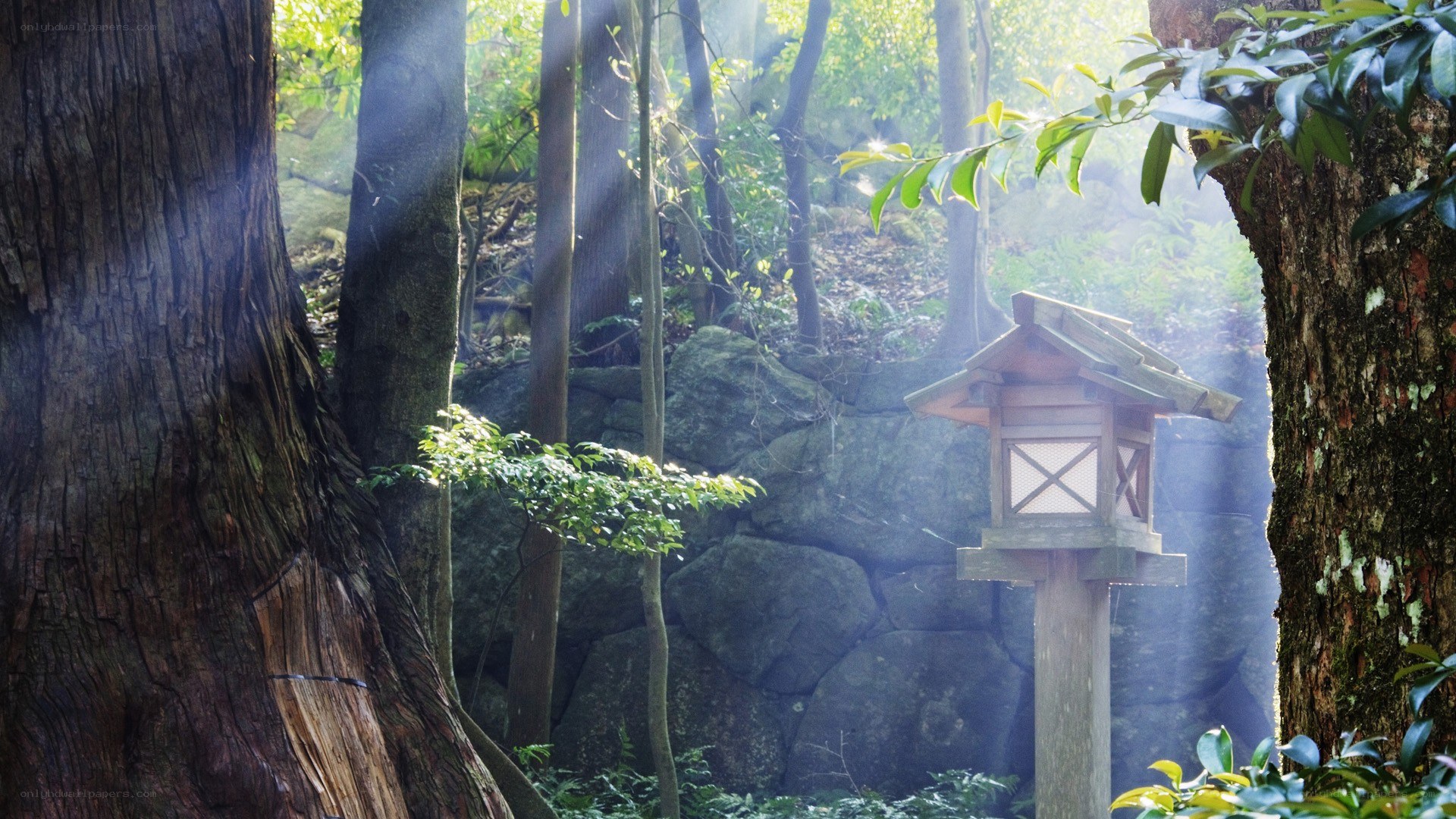 Forest lantern in sunlight