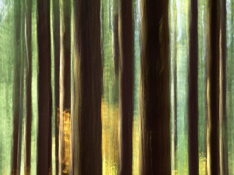 Forest light and shadow