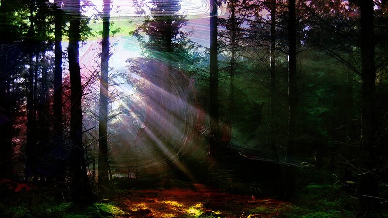 Forest light rays