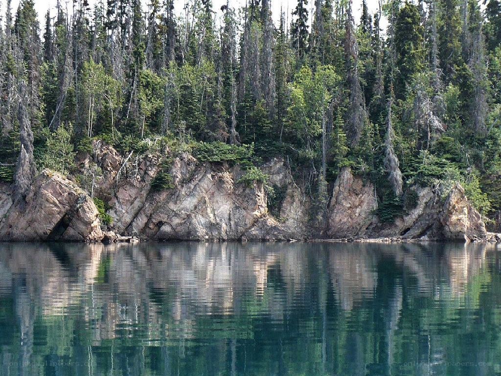 Forest-lined lake shore