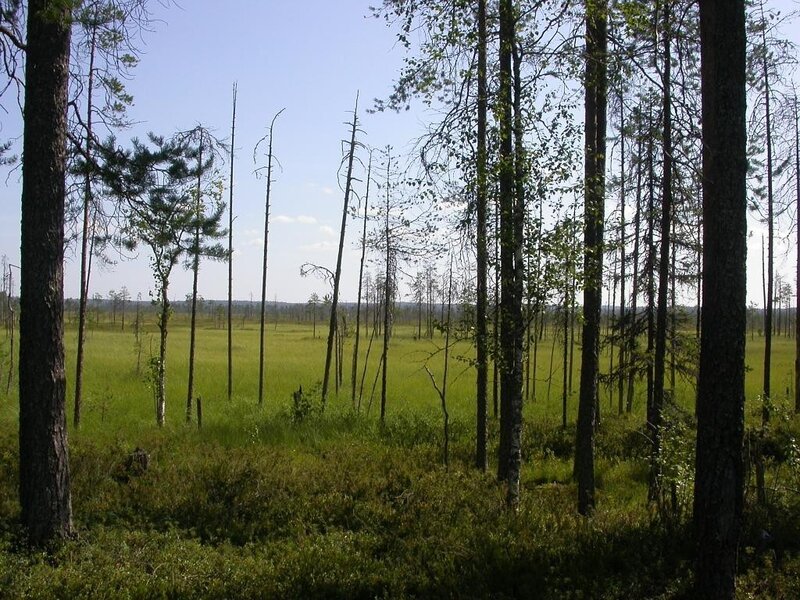 Forest marsh landscape