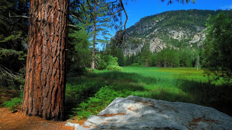 Forest meadow with mountain view