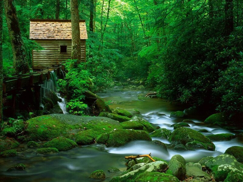 forest mill by a stream