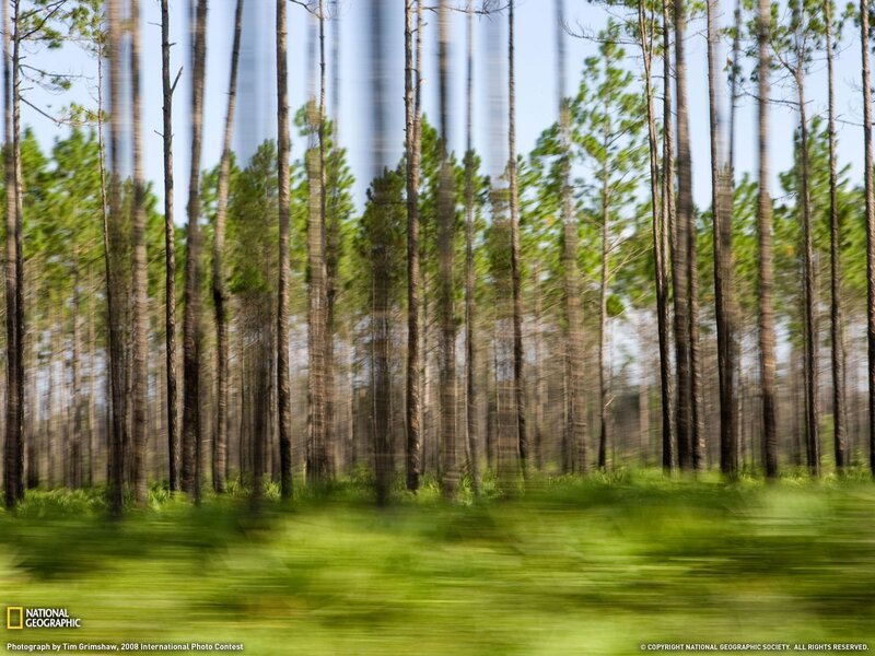 Forest motion blur