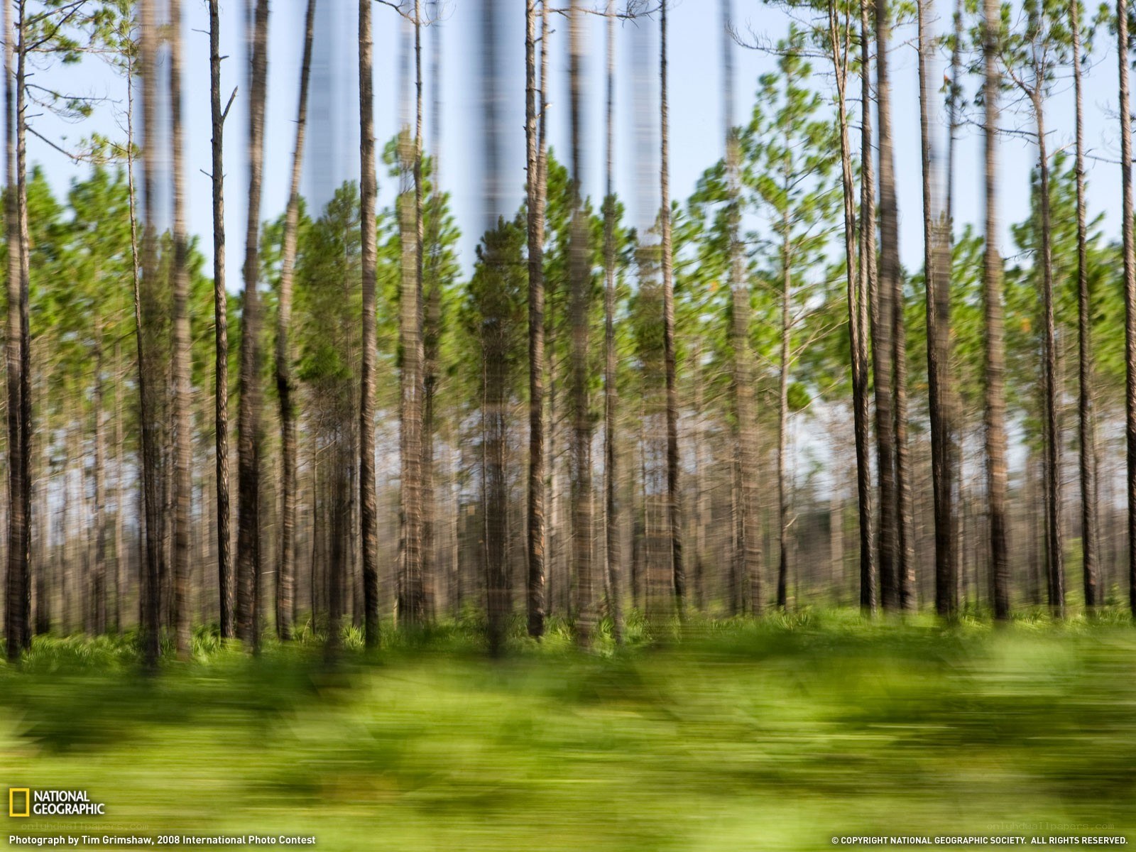 Forest motion blur