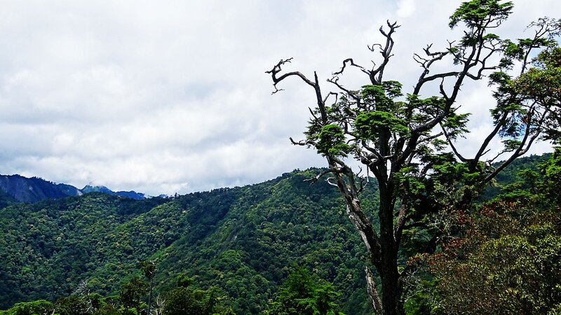 forest mountain landscape