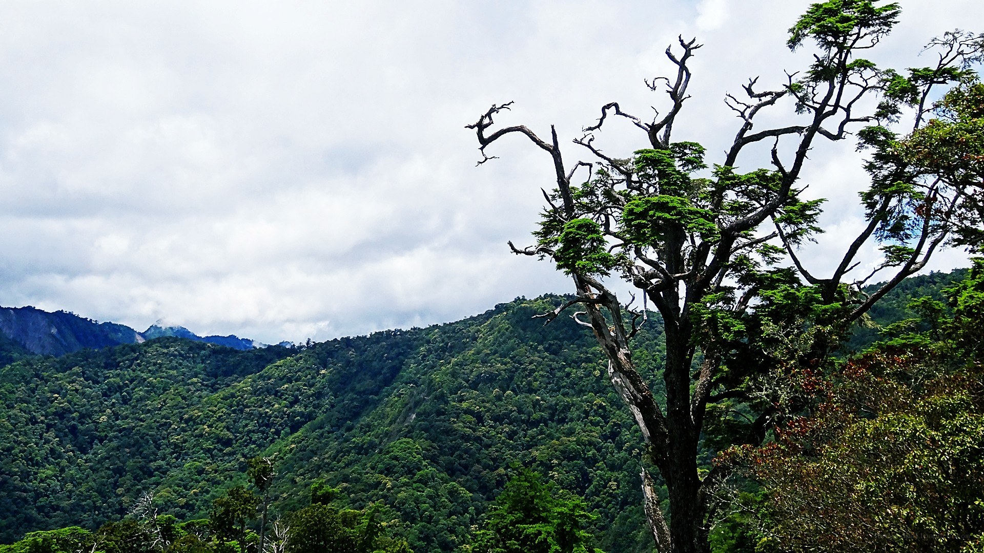 forest mountain landscape