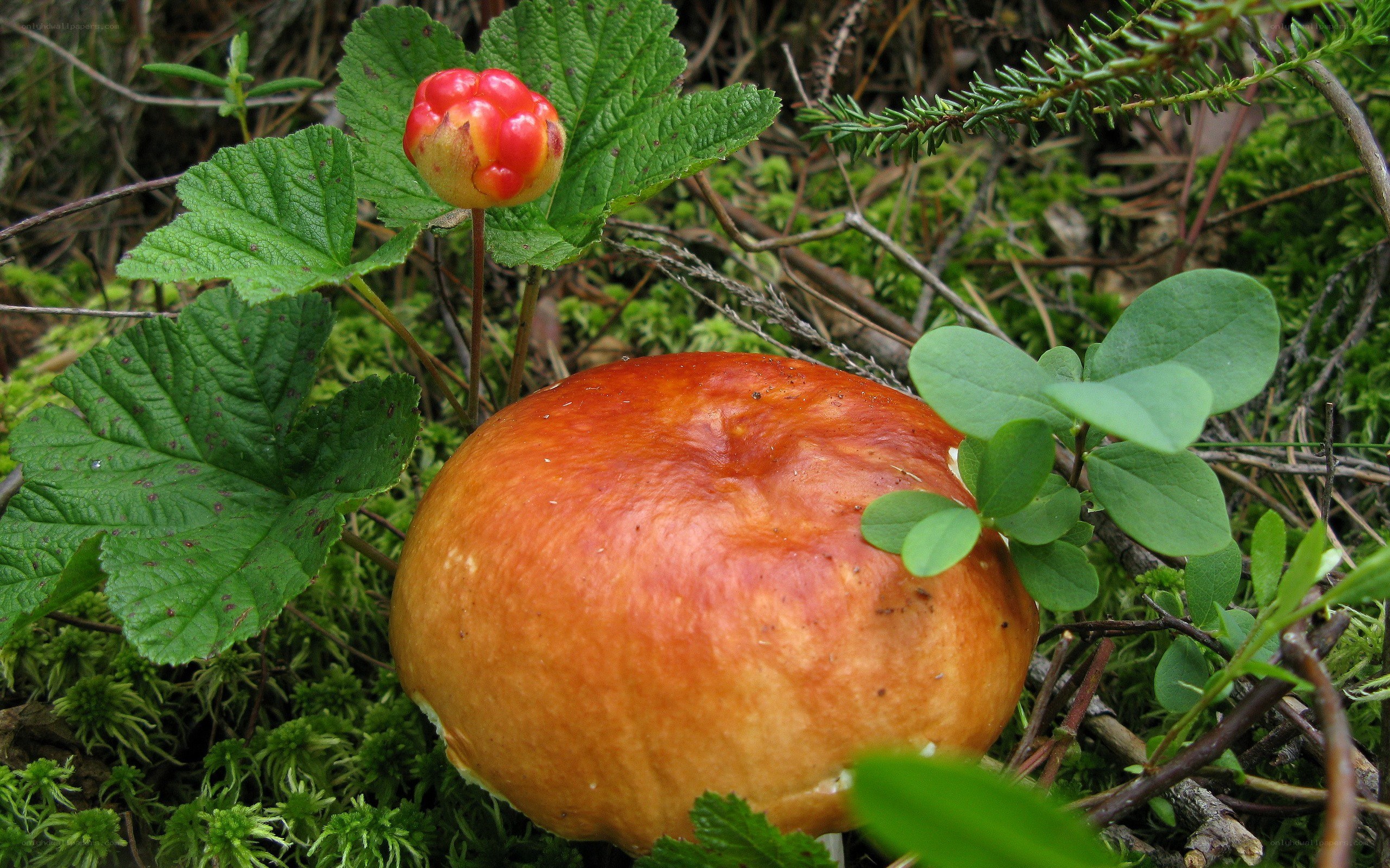 Forest mushroom and berry
