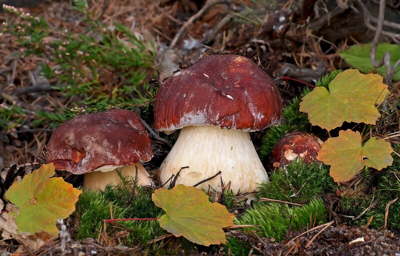 Forest mushrooms on moss