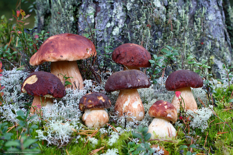 Forest mushrooms on moss