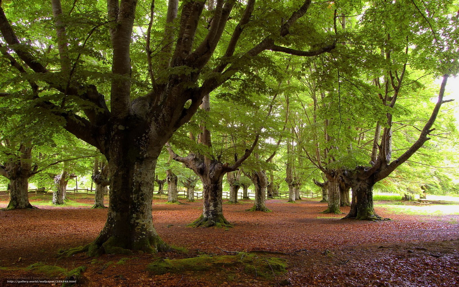 Forest of ancient beech trees