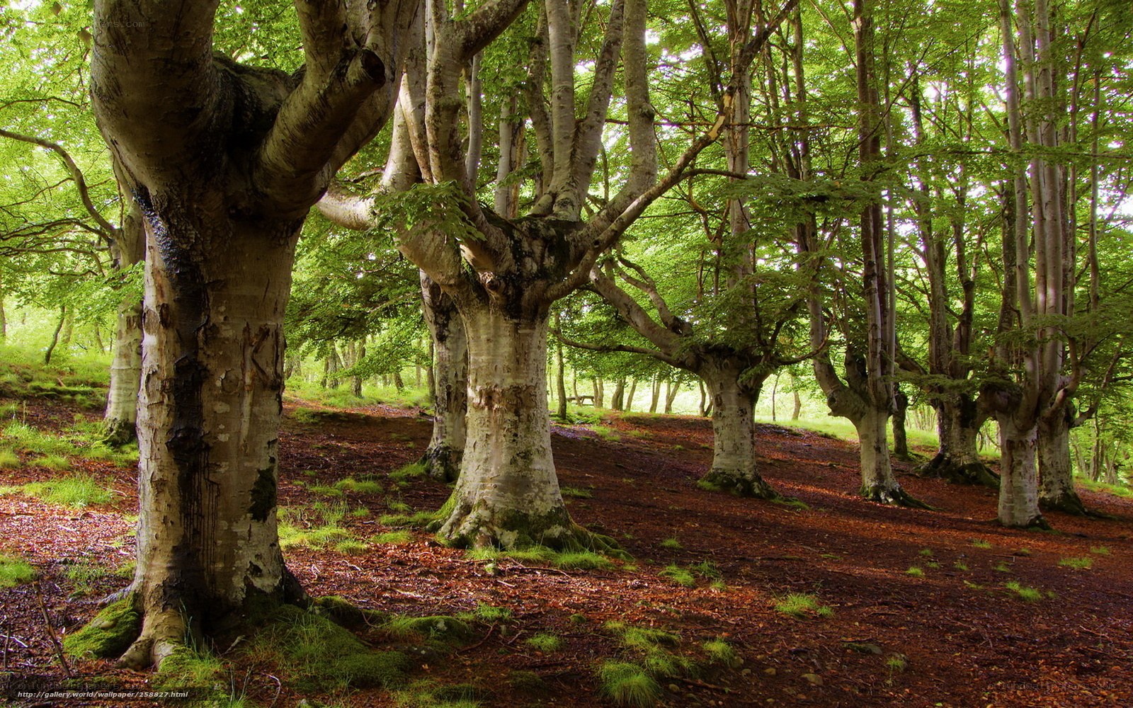 Forest of beech trees