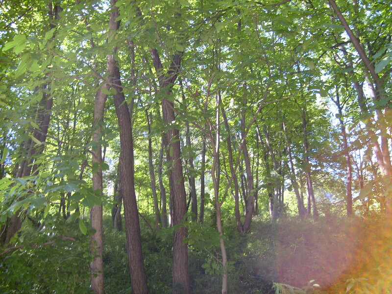 Forest of Green Trees — Serene