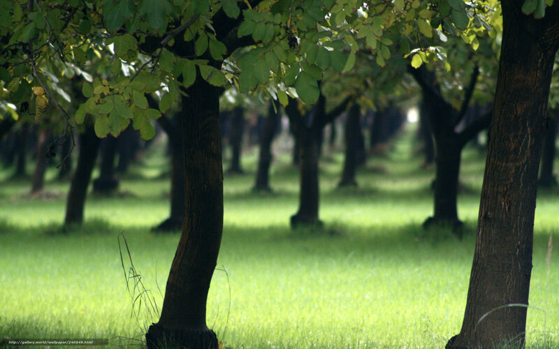 Forest of green trees