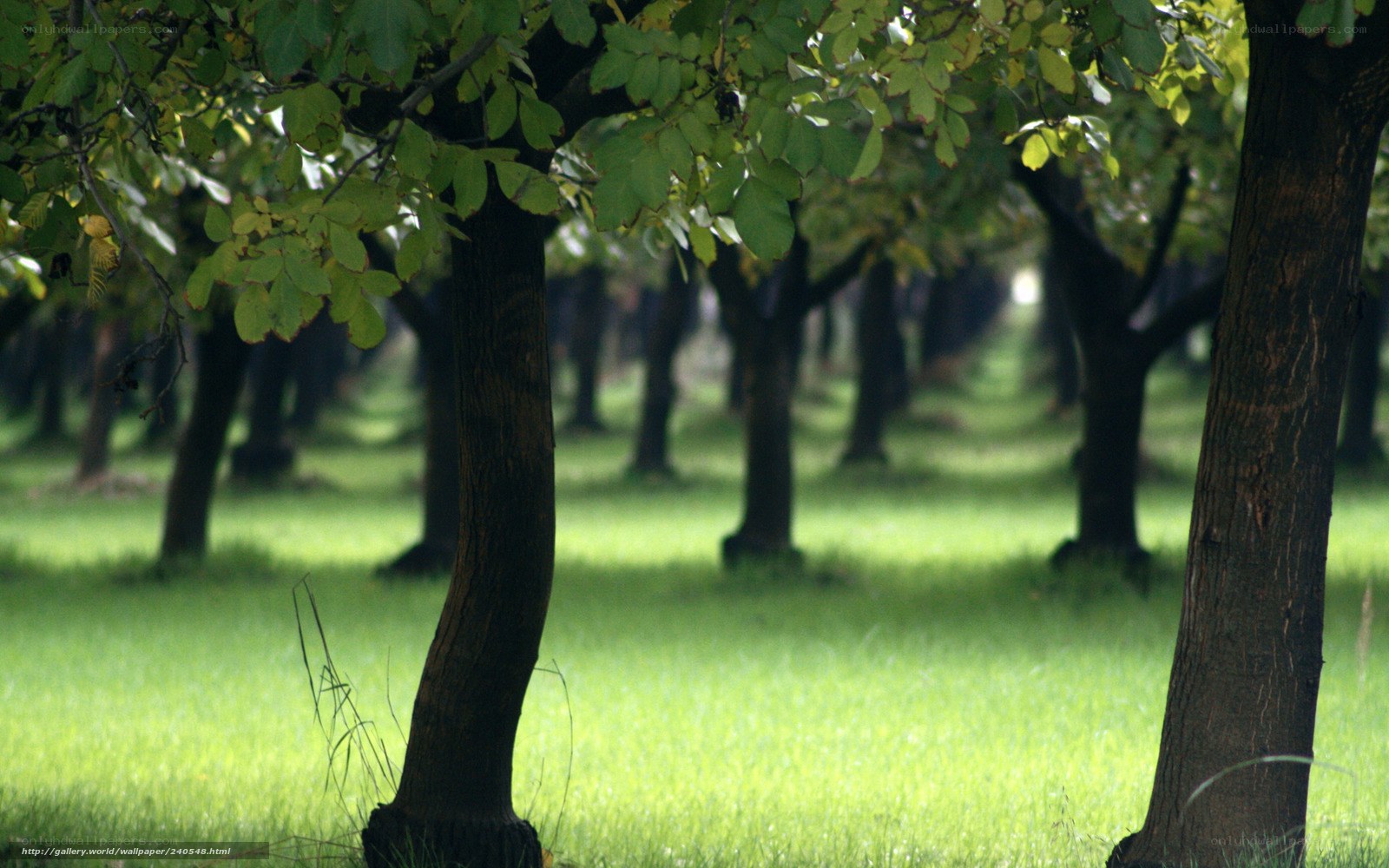 Forest of green trees