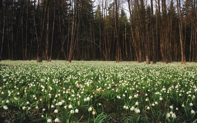 Forest of snowdrops in bloom