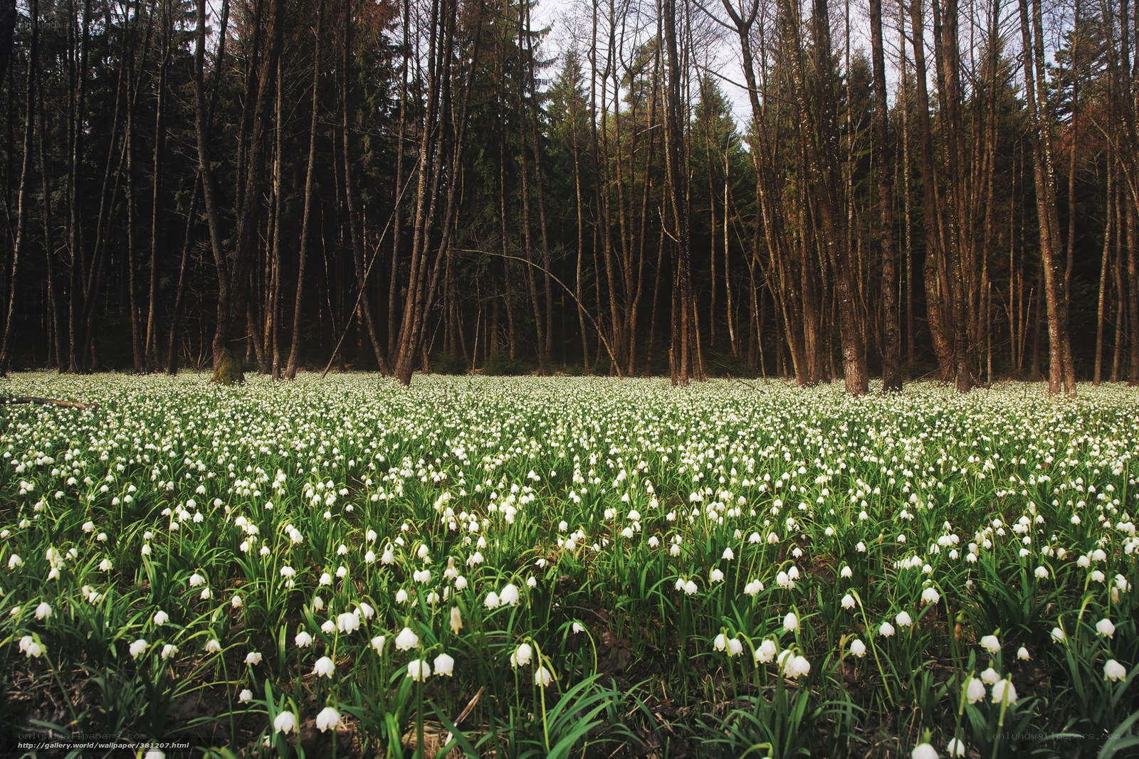 Forest of snowdrops in spring