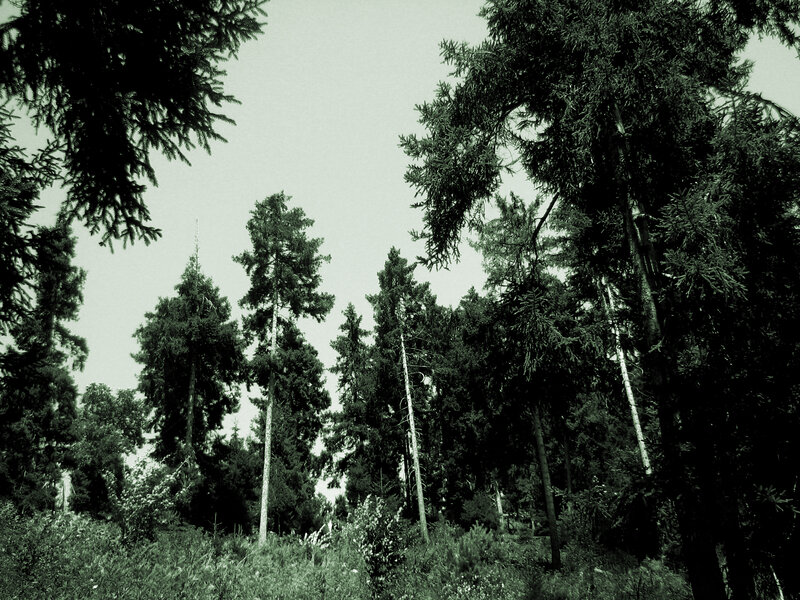 Forest of tall evergreen trees