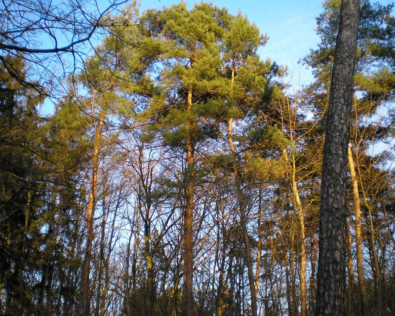 Forest of tall pine trees