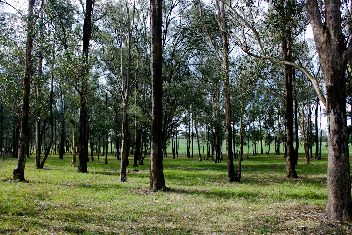 Forest of tall trees