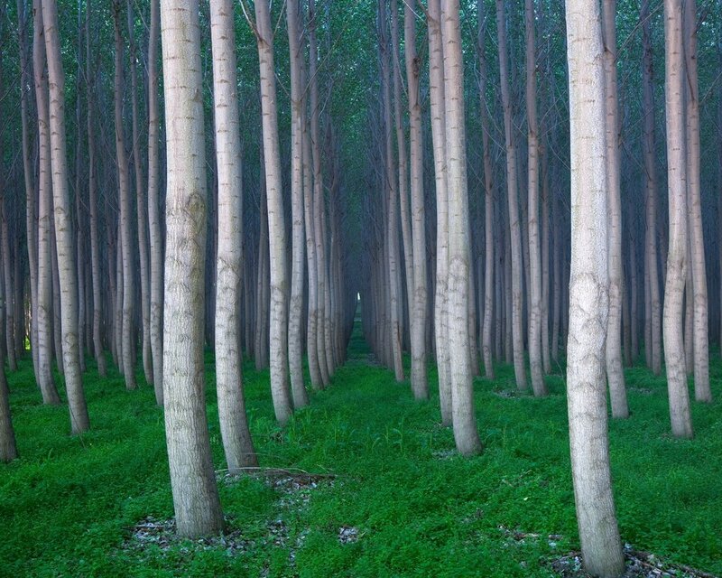Forest of tall trees