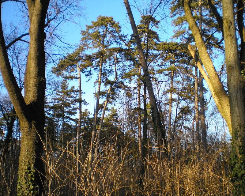 Forest of tall trees
