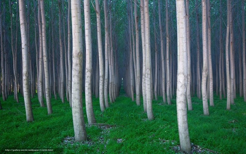 Forest of tall trees