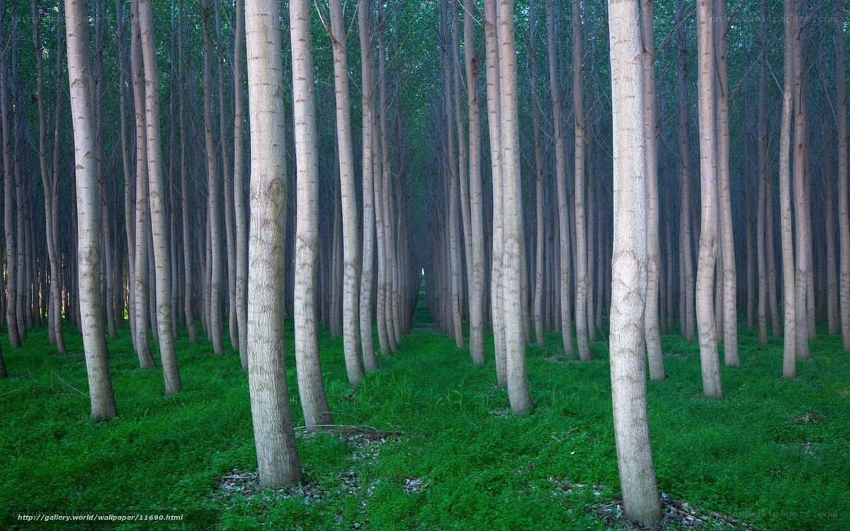 Forest of tall trees