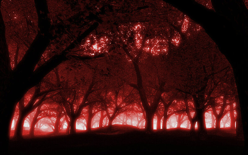 Forest of Trees