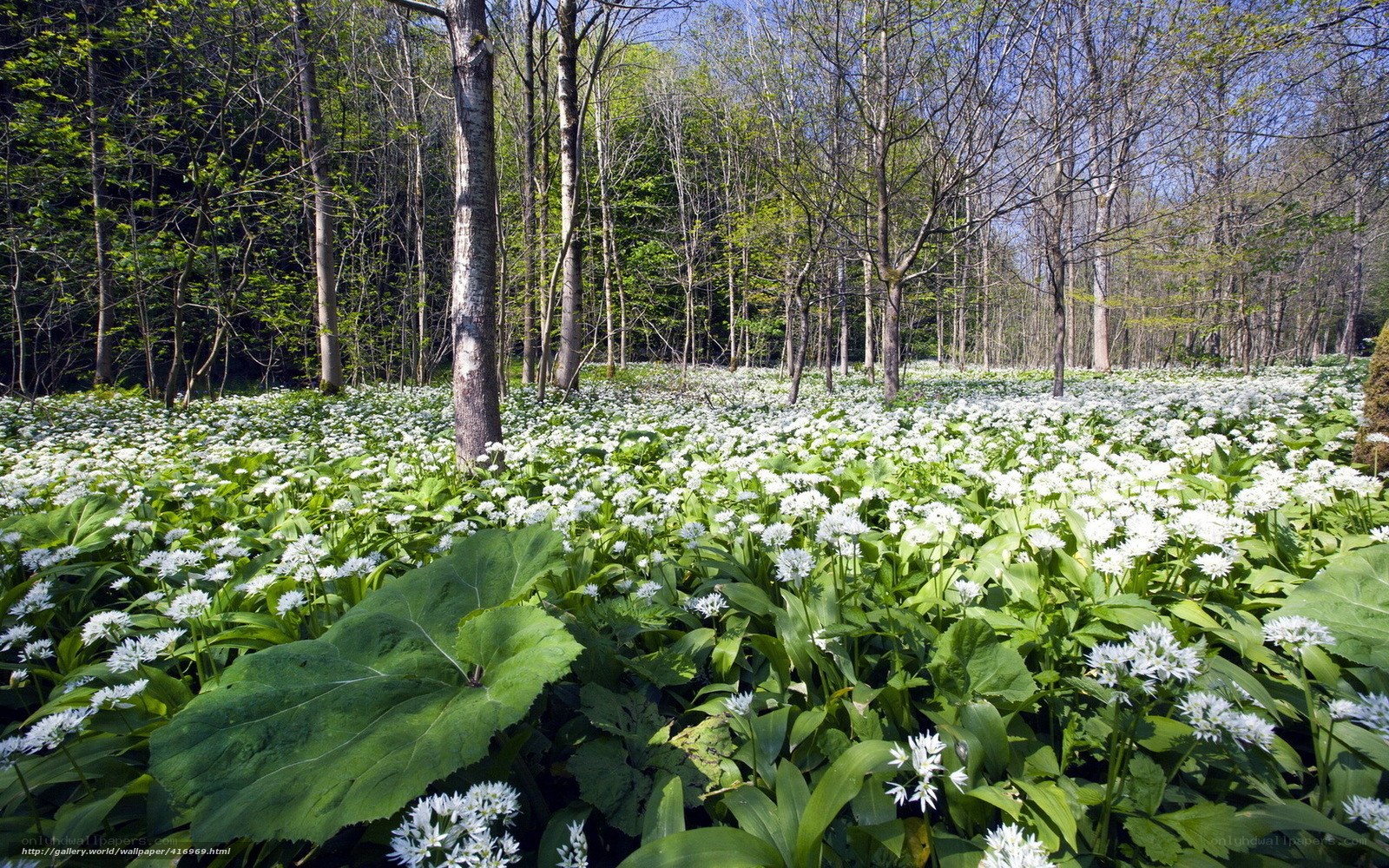 Forest of wild garlic flowers