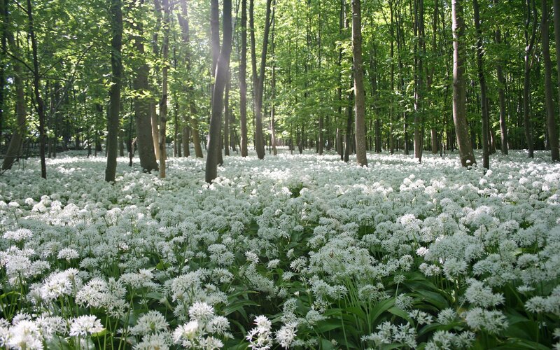 Forest of wild garlic flowers