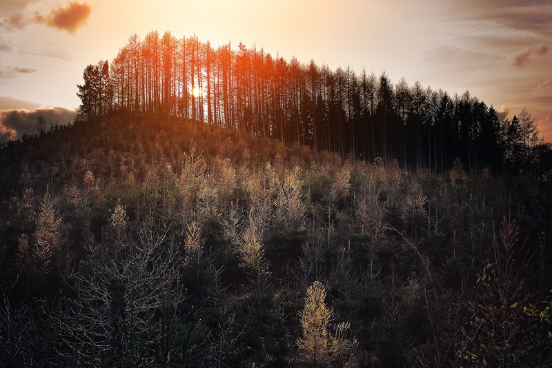 Forest on a Hill