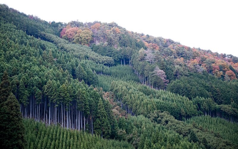 Forest on a hillside
