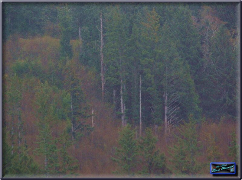 Forest on a Hillside — Green, Misty