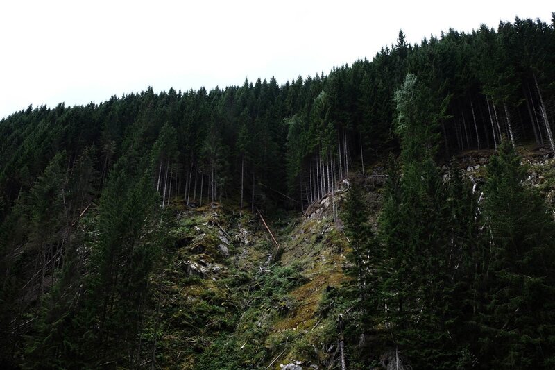 Forest on a hillside