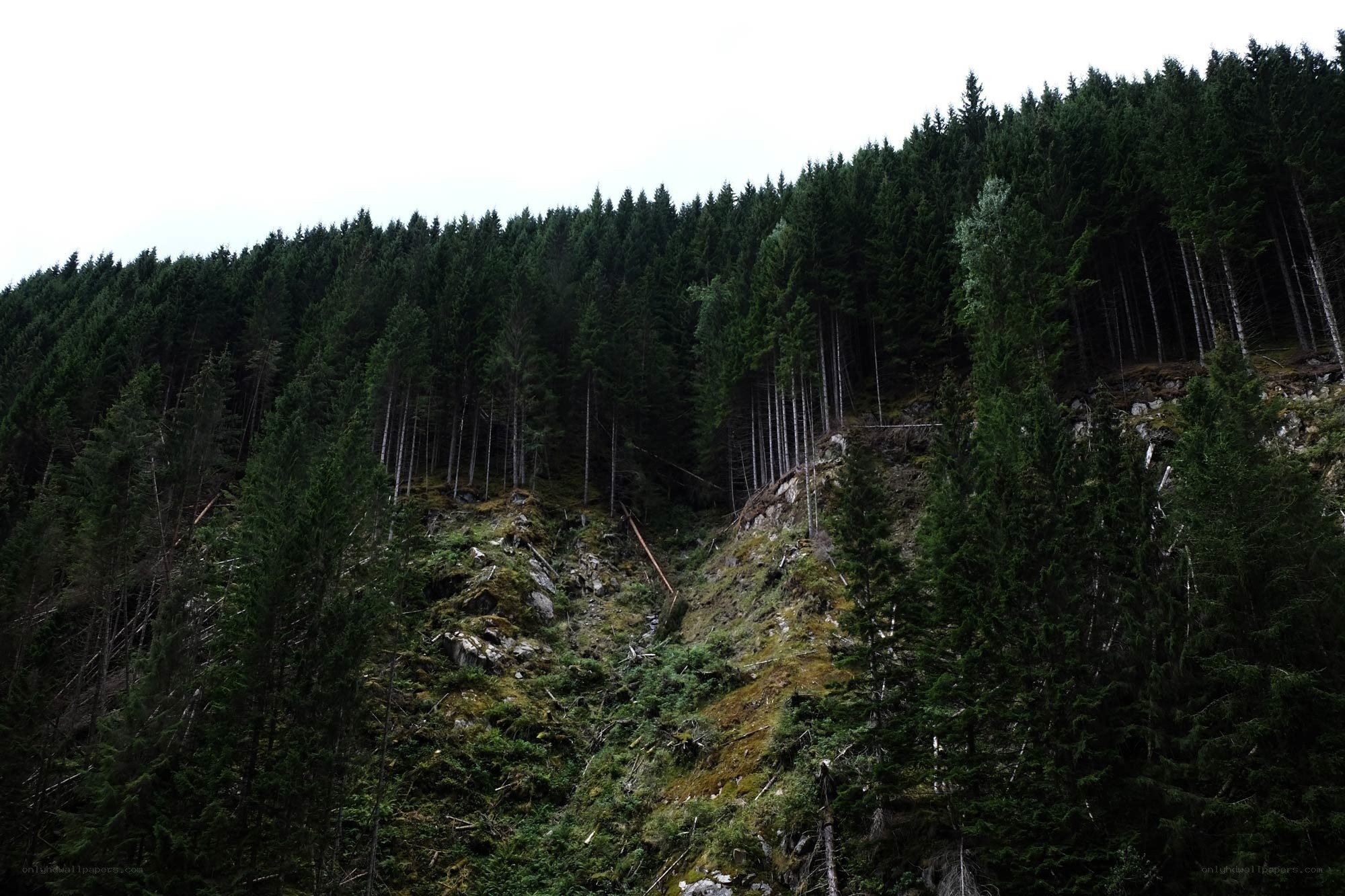 Forest on a hillside