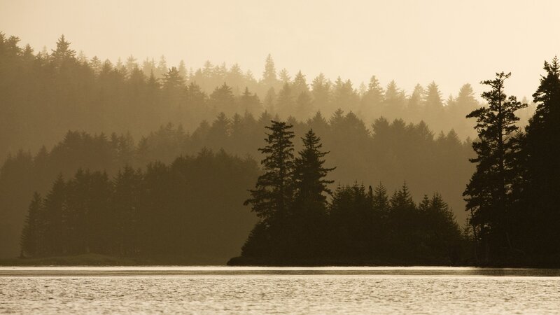 Forest on a Lake