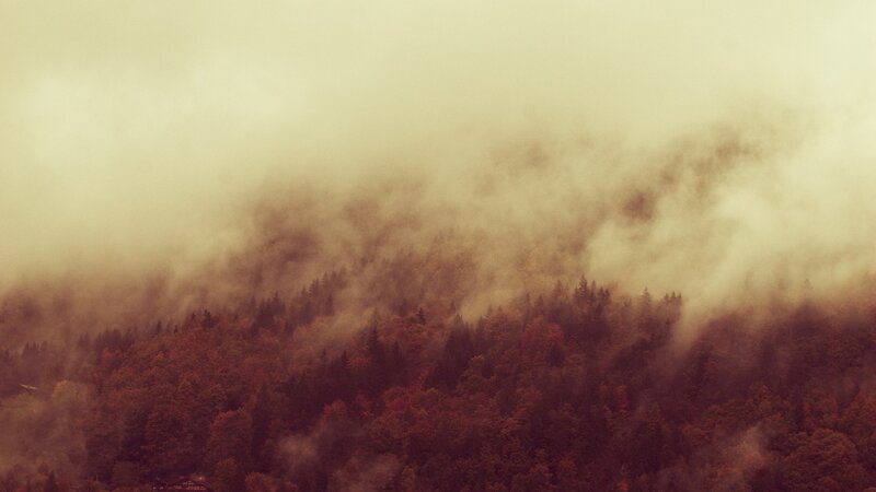 Forest on a Misty Hill