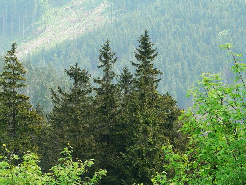 Forest on a misty hillside