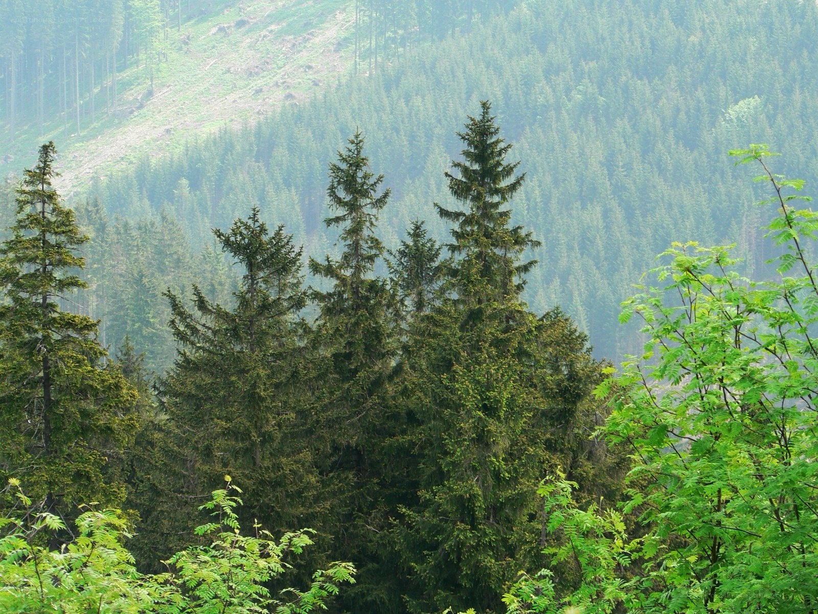 Forest on a misty hillside