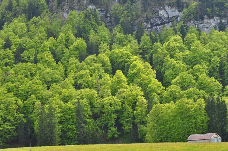 Forest on a Mountainside