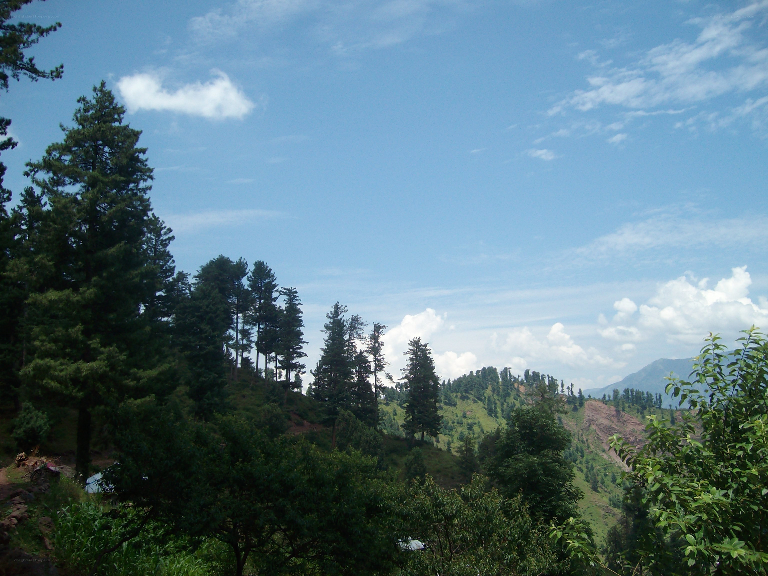 Forest on a sunny day
