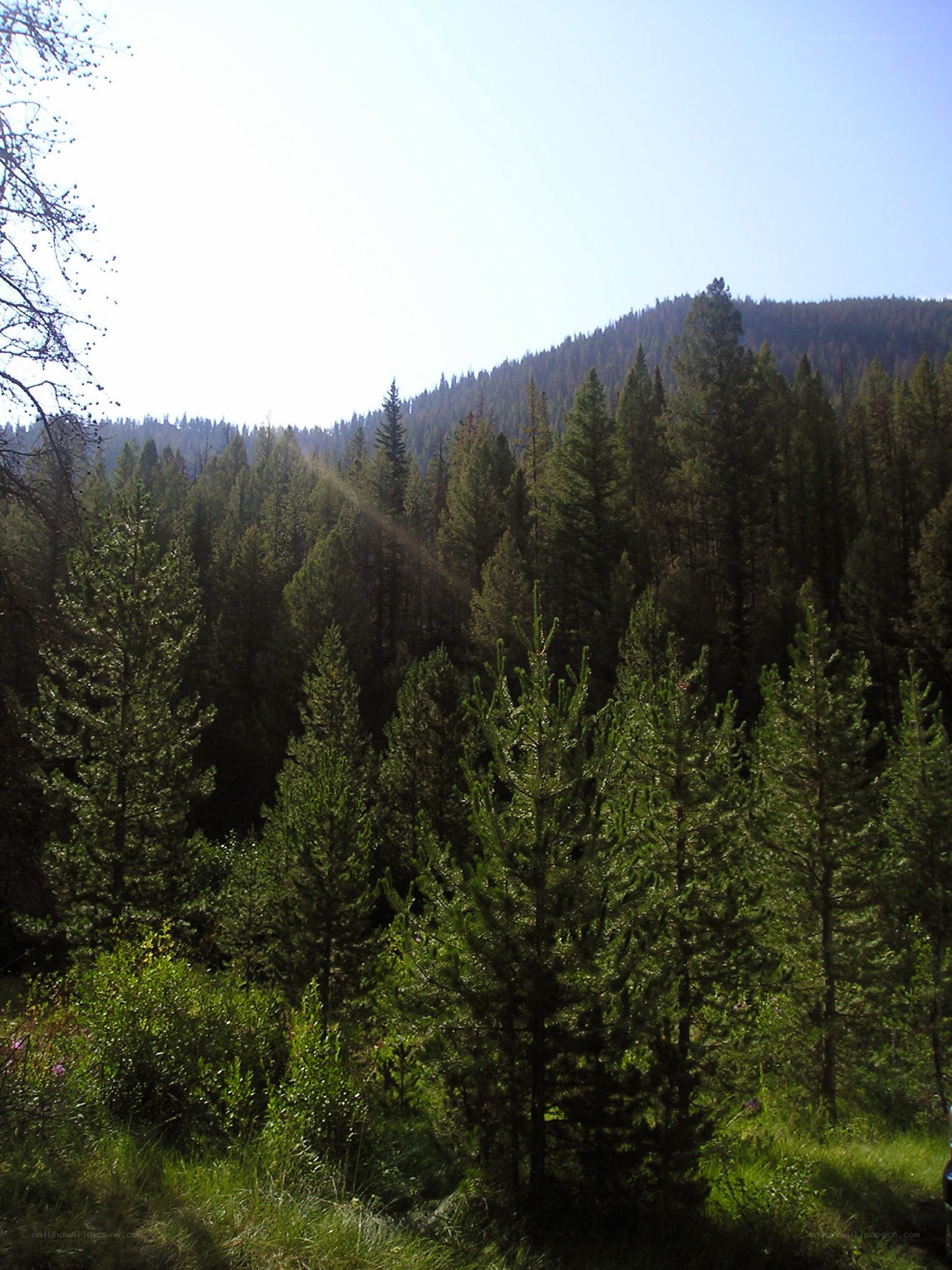 Forest on a sunny day