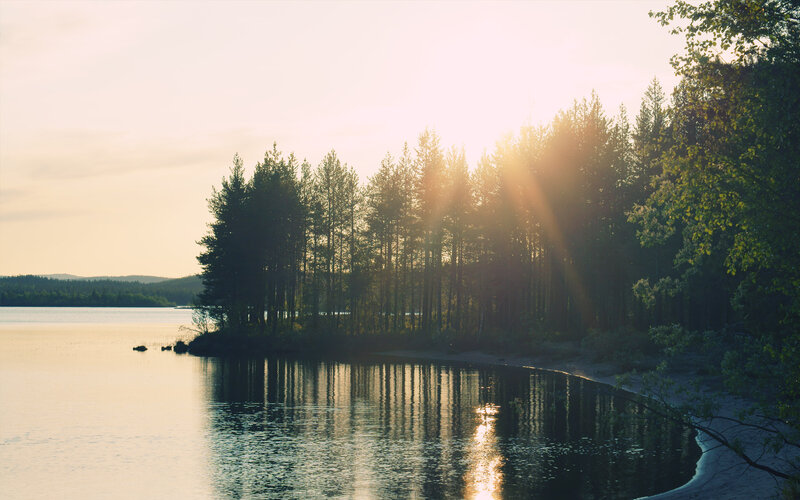 Forest on Lake Shore