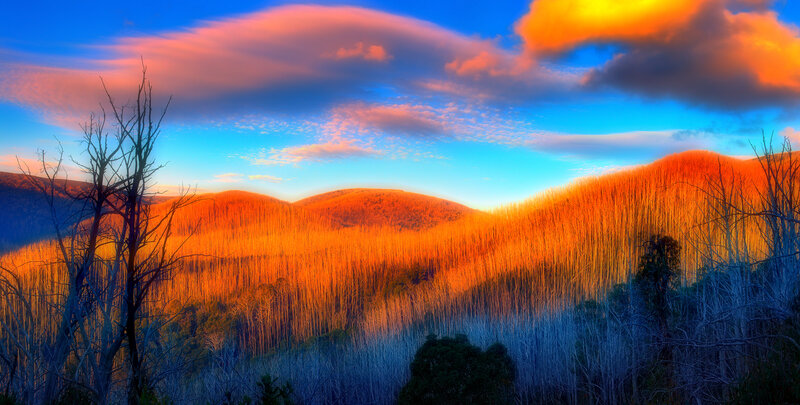 Forest on Rolling Hills