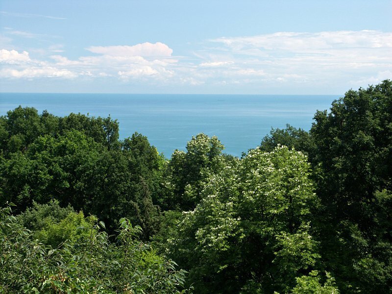 Forest Overlooking Sea