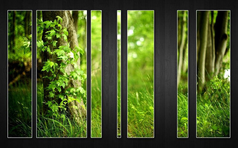 Forest panels collage