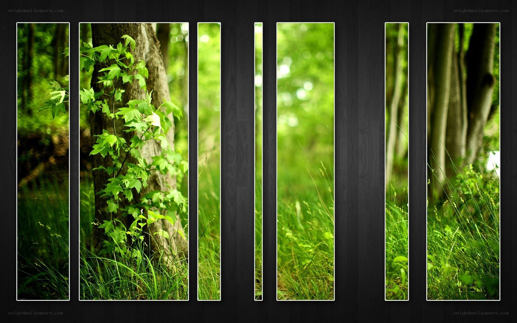 Forest panels collage